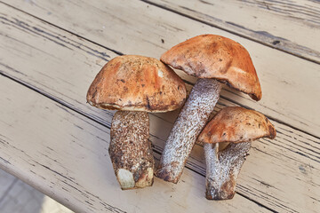 Freshly Picked Orange Birch Bolete Mushrooms