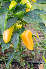 Bright yellow bell pepper hanging on a branch ready for harvest