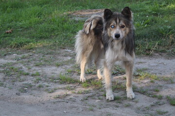 the dog is unusual, a cross between a husky and a mongrel, eyes of different colors 