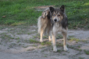 the dog is unusual, a cross between a husky and a mongrel, eyes of different colors 