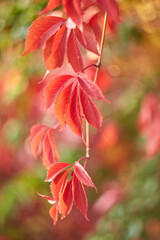 Hanging Vine of Red Virginia Creeper Leaves