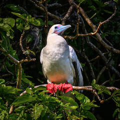 A tropical seabird on the island of Taveuni, Fiji