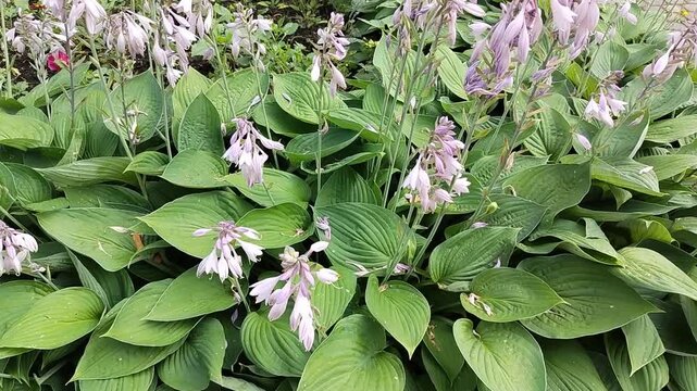 Many flowering hostas with large green leaves and lilac flowers, in the park, in the garden.