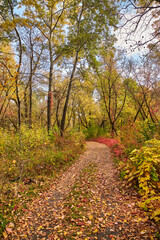 Fototapeta premium Winding Autumn Path Through Colorful Forest