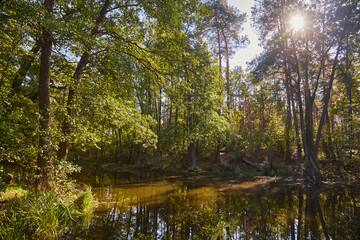 Sunlit Forest Pond with Lush Green Trees