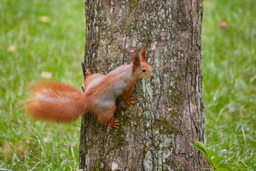 Alert Red Squirrel Clinging to Tree Bark © Ryzhkov Oleksandr
