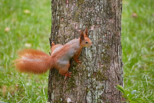 Alert Red Squirrel Clinging to Tree Bark