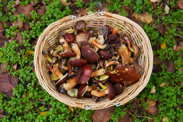 Basket of Freshly Picked Bay Bolete Mushrooms