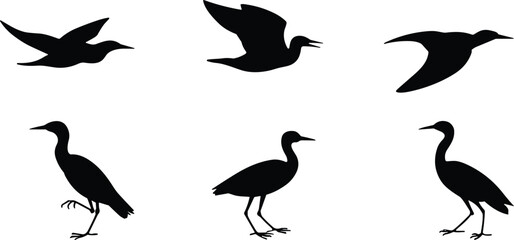 Bird silhouette collection showing flight and walking poses, avian anatomy, wildlife movement study, elegant nature illustration vector design