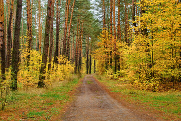 Country Road Through Autumnal Forest