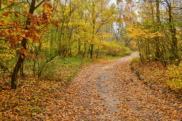 Autumn Road Through a Mixed Pine and Deciduous Forest