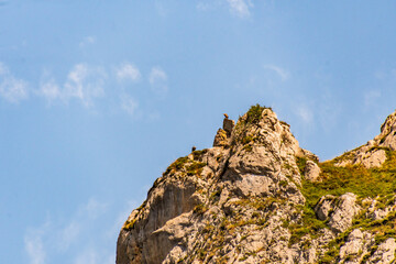 Buitre en Bulnes, Picos de Europa.
