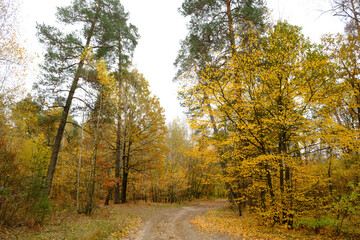 Yellow Autumn Tree in a Pine Forest