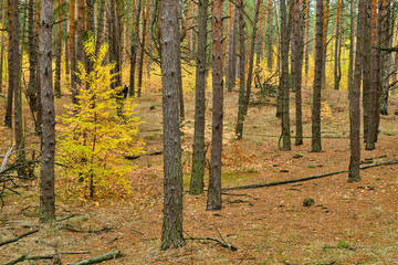 Obraz premium Yellow Autumn Tree in a Pine Forest