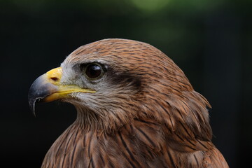 red tailed hawk
