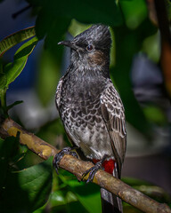 A tropical bird in a tree on the island of Fiji