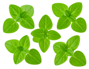 Fresh oregano leaves isolated on transparent background