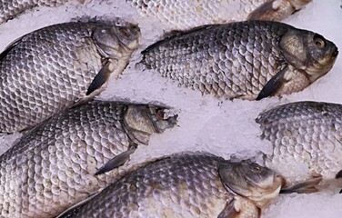 Fresh carp fish laid out on ice