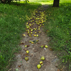 Fallen pears on a path in the fall season creating a natural harvest scene
