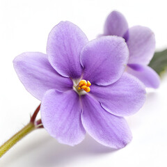 Obraz premium Single African violet flower with velvety petals on white background creating a soft and elegant floral look