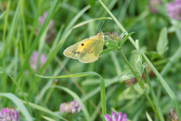Clouded Yellow (Colias croceus) Butterfly perched on pink flower in Zurich, Switzerland