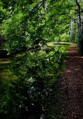 Obraz premium Reflected Forest Path in Summer Light