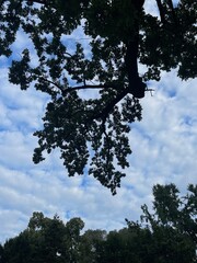 Belgrade, Serbia - June 25, 2024: A  walk on a summer day one of the city's central Pioneers parks, which arose on the site of a royal garden 