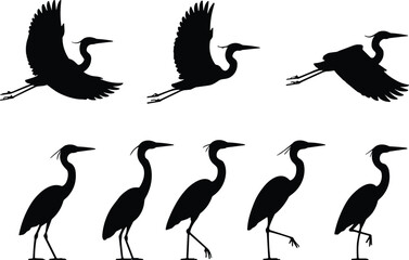 Silhouettes of elegant heron birds in flight and walking poses, wildlife motion study, long-legged graceful avian anatomy illustration