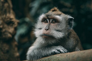 Obraz premium Monkey resting on a log with a thoughtful expression in a lush forest setting during the day