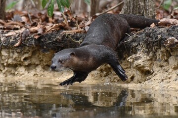 Otter jumping off the riverbank into the water during a sunny afternoon in a forested area