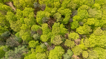 Obraz premium Aerial view of a vibrant green forest in spring, showcasing a rich diversity of trees and lush foliage, perfect for nature and environmental themes.