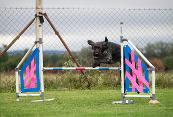 A strong and focused German Wirehaired Pointer navigates obstacles on an agility course. The image captures the energy, agility, and training of this hardworking and exceptionally capable breed.