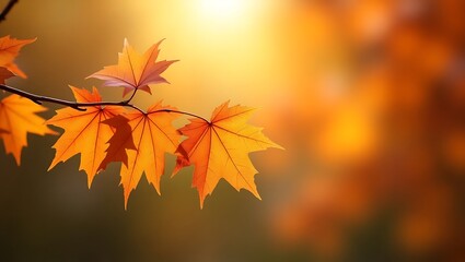Autumn leaves background wallpaper orange maple leaf fall foliage nature season october september november 100