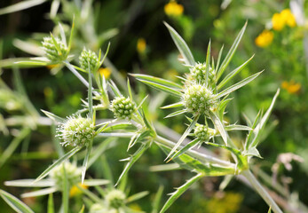 In nature grows thistle prickly Eryngium campestre