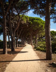 Obraz premium Sunny path lined with trees