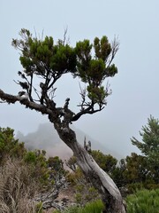 Wanderung vom Wanderparkplatz Achada do Teixeira zum Pico Ruivo, dem h&ouml;chsten Berg von Madeira