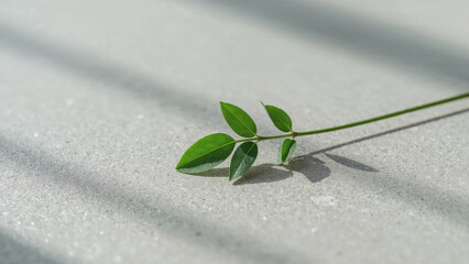 Single green stem with leaves on a textured concrete surface with shadows plant leaf
