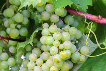 Weintraube,Weinrebe,wein,reifen,grünWeinstock,