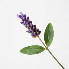 Single Lavender Flower Sprig with Green Leaves on White Background purple bloom