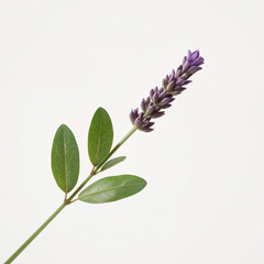 Single Lavender Flower Stem with Green Leaves on White Background plant bloom