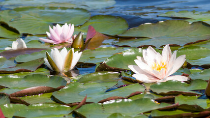 pink water lily