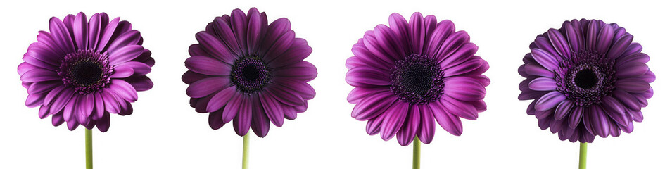 Four vibrant purple gerbera daisies in full bloom stand out against a clean transparent background in a studio setting