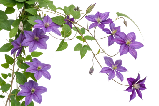 Vibrant purple clematis flowers bloom gracefully on a delicate vine isolated on transparent background