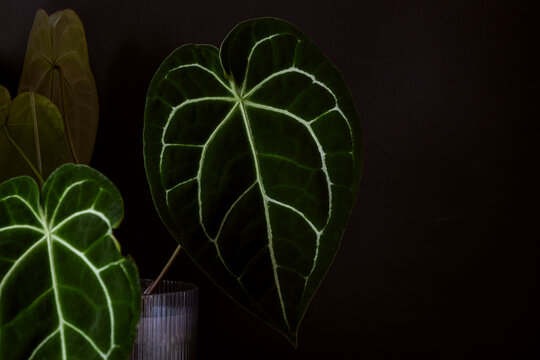 Anthurium Magnificum" Images  Browse 95 Stock Photos, Vectors, and Video |  Adobe Stock
