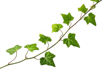A delicate green ivy vine with multiple leaves isolated on transparent background