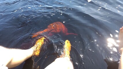 POV of a person's feet in dark water, having a close encounter with a large, vibrant pink river dolphin swimming nearby. Sunlight reflects on the rippling surface, creating a feeling of wild nature. © mienakae