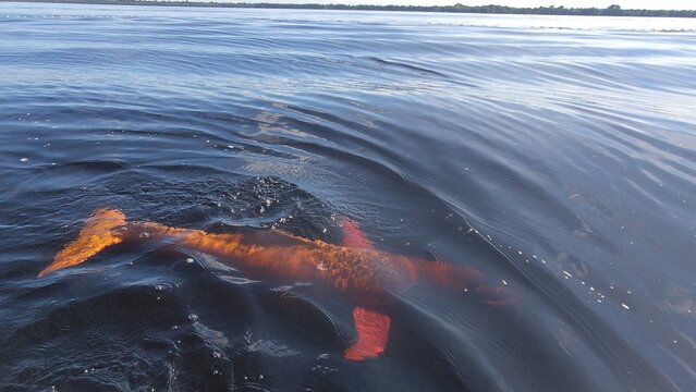 A beautiful Amazon river dolphin, also known as a pink river dolphin, gracefully swims just beneath the dark, rippling surface of a river in the heart of the vast Amazon rainforest.
