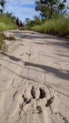 Close-up of a wild animal paw print in the sand on a hiking trail, with two people walking in the blurred background. Concept of adventure, tracking, wildlife, and exploring nature's path.