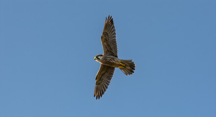 Fototapeta premium Bird of Prey in Clear Blue Sky