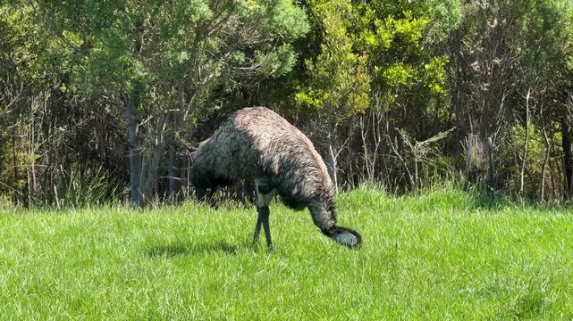 Australian Emu in the Grass